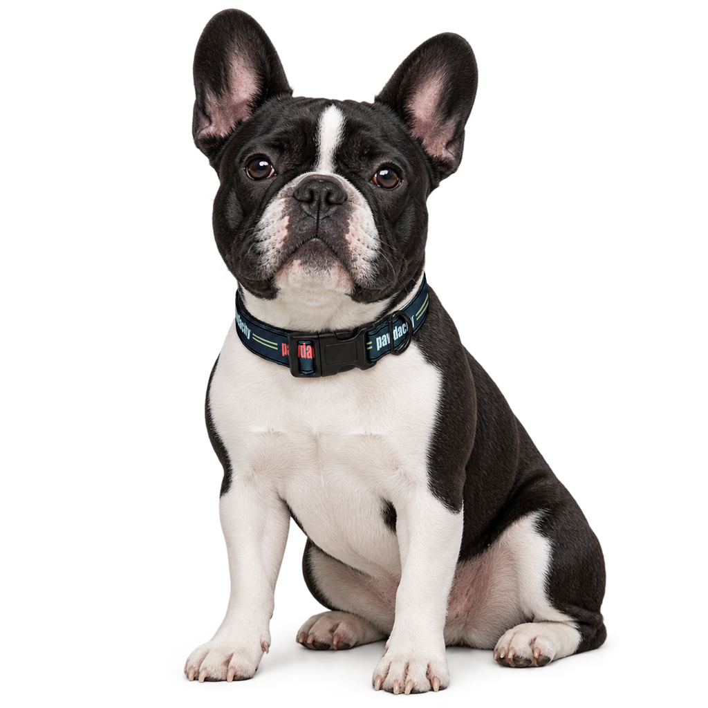 Essentials Dog Collar